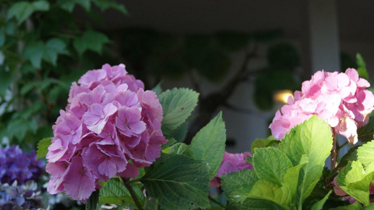Le Sughere Farm stay Padru